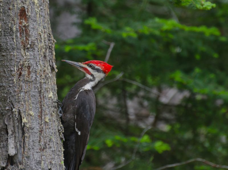Bird Control Service