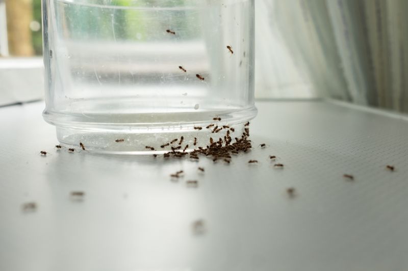 Ant Control Service in Frisco, TX