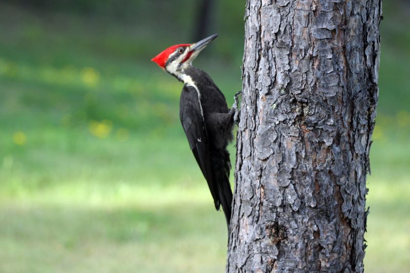 Woodpecker Control Service detail