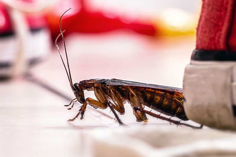 Roach Fumigation in Santa Fe, NM